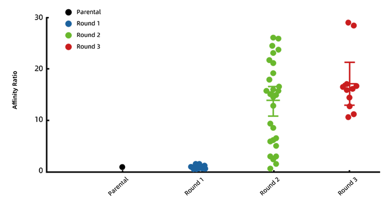 案例 1：单克隆抗体亲和力提升 29 倍